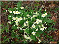 Primroses (primula vulgaris)