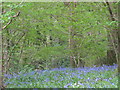 Bluebell Wood SW Church Lane, Sherfield English