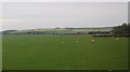 Sheep grazing by the A259