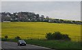 Oilseed rape by the A259