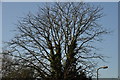 Old Oak Tree of Anker Lane