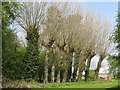 Pollarded willows at Rothwell