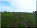 Farmland looking towards North Breckenholme