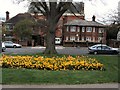 Daffodils in Nizells Avenue