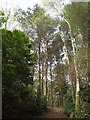 Trees on Canford Heath