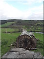 Felled Tree near River Dee