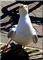 Herring gull, Weymouth