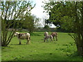 Grazing land, Bishop Wilton