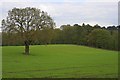 Tree in Field