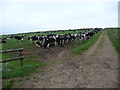 SM9240 : Holstein Friesian cows on Carregwastad Point by Jeremy Bolwell