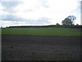 Looking towards Park Plantation from Station Road