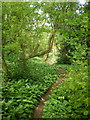 Narrow path through wild garlic