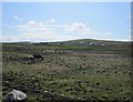 L5958 : Rough Pasture west of Cleggan by Keith Salvesen