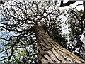 Pine tree, Union Street, Torquay