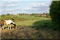 Pony paddocks on the northern edge of Reading