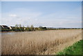 Reed beds by the River Medway