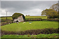 Barn and sheep beside the A38 - Chudleigh