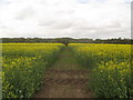 Footpath towards Goodcheap Lane