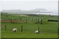 View to Sumburgh Head from Hestingott