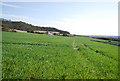 Winter wheat south of School Lane