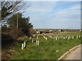 Tree planting by the old A30