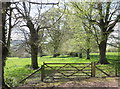 Avenue of lime trees, at Sand