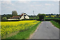 Oilseed Rape near the Wild Duck