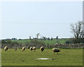 2010 : Six standing sheep in a field near Marshfield