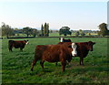 Hereford cattle at Plas Coch farm