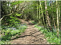 Bridleway in Mill Wood