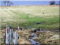 Geese beside Loch Tummel