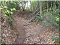 Footpath steps in Church Wood