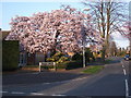 Spring blossom, Blackthorn Road, Kenilworth