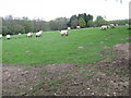 Sheep grazing by Possingworth Lane