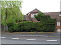 Intriguing topiary in London Road