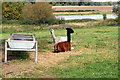 Alpacas, Willows Farm, St Albans