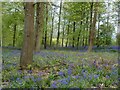 Charborough Park, bluebells