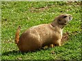 Prairie dog, Belfast Zoo