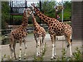 Giraffes, Belfast Zoo