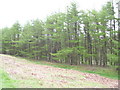 Forestry near Coate Moor