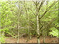 Beech plantation near Coate Moor