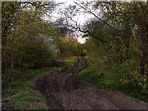 TL1286 : Start of rutted track through wood by Andrew