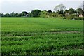 Fields on the southern edge of Watlington