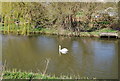 Swan on the River Brede