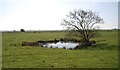 Small pond near the River Brede