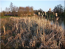 SP2872 : Lakeside reeds, Abbey Fields, Kenilworth by John Brightley