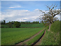 Fields and dead oak, Grove Park