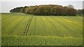 Wharram Percy Plantation