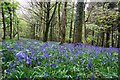 ST6404 : Telegraph Hill: Bluebell Wood by Mr Eugene Birchall