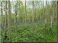 Bluebells in woodland